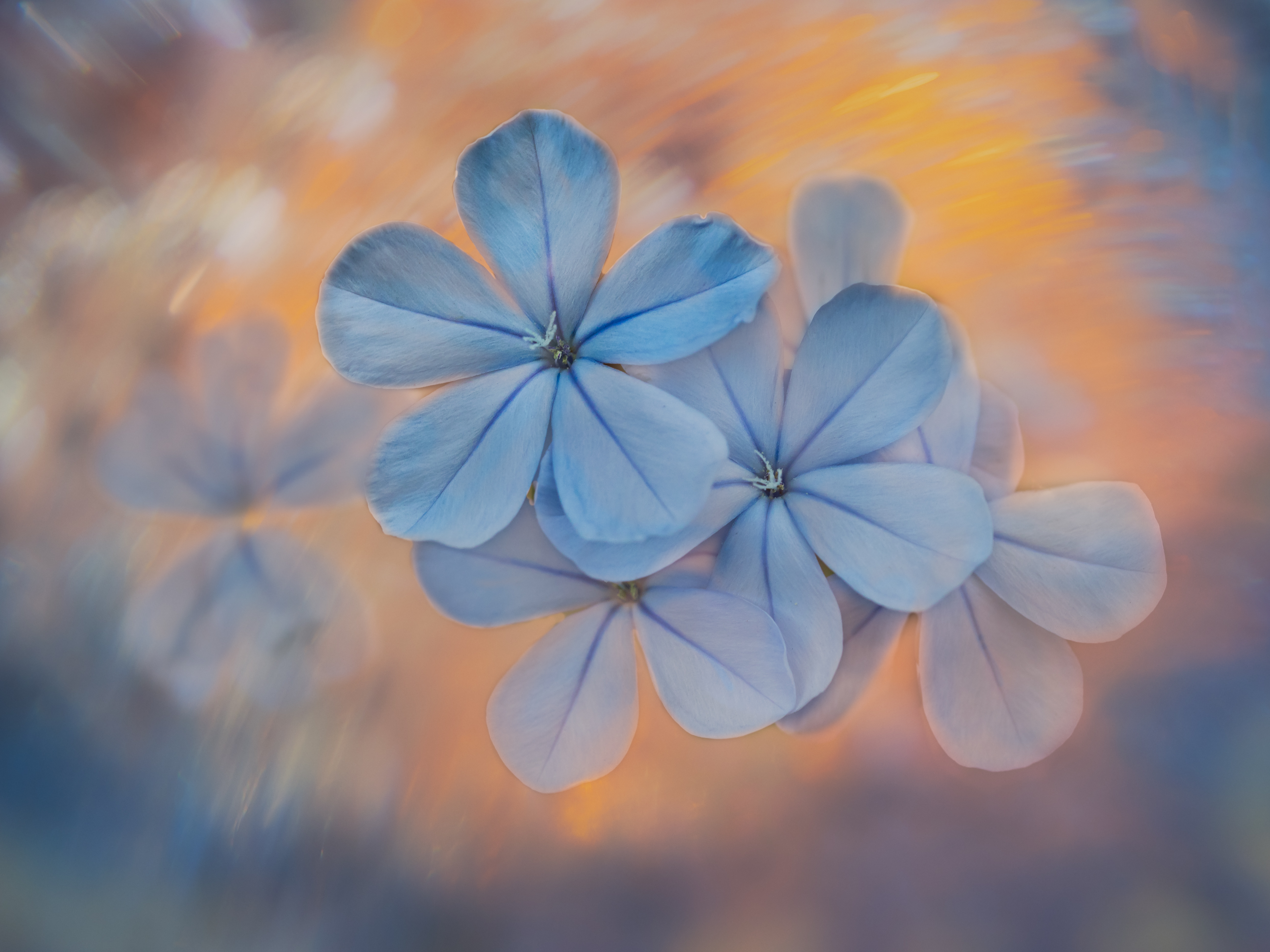 Example Images-7109289