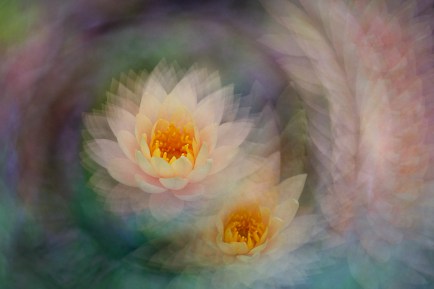 Kramer Longwood Gargyle-20190819-2817-0858